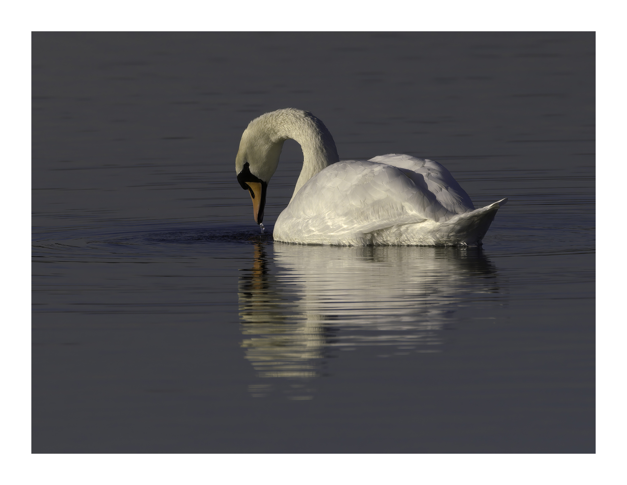 DSCF0798-croppedg.jpg