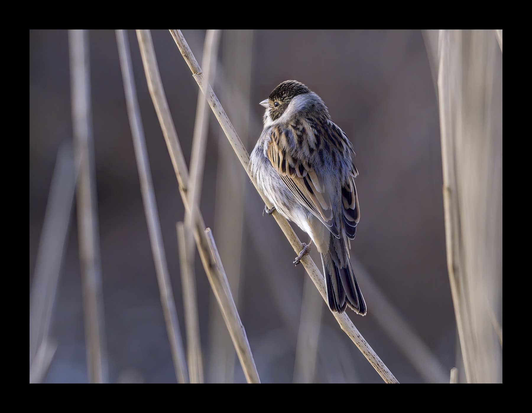 DSCF8830-croppedg.jpg