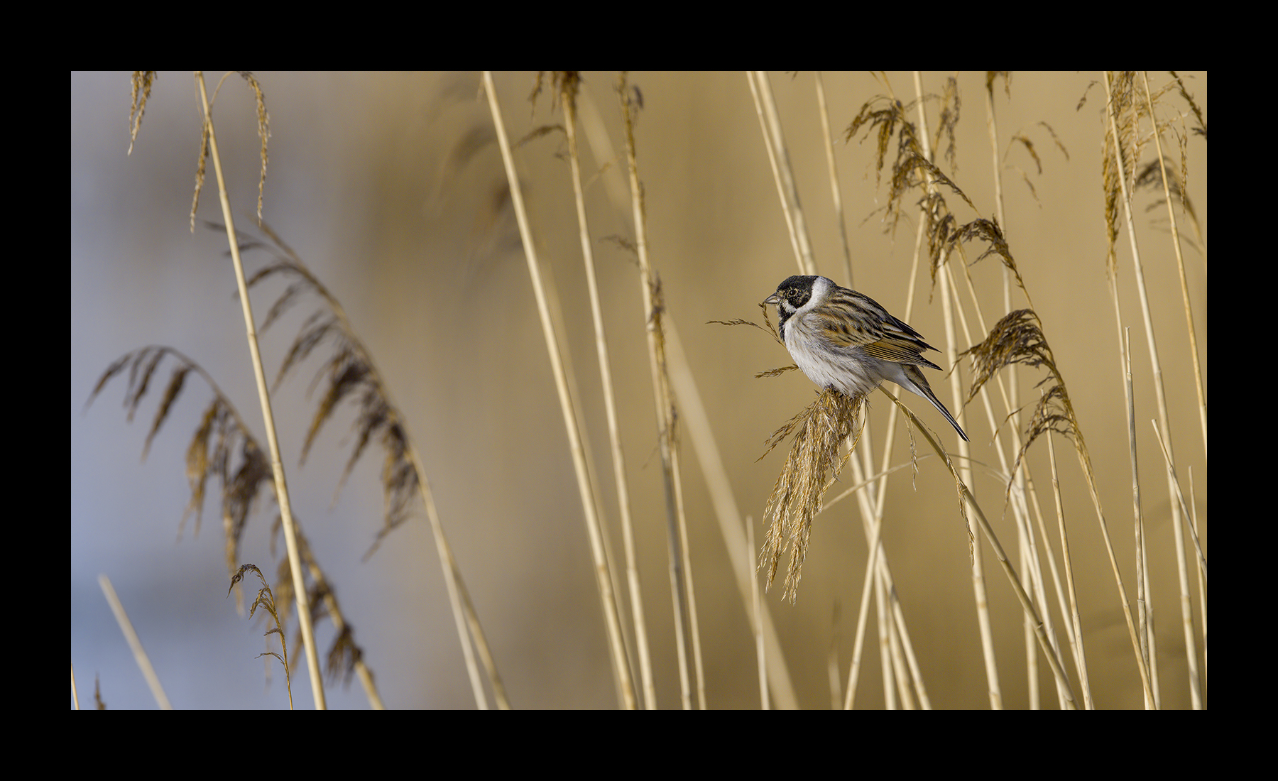 DSCF9108-croppedg.jpg
