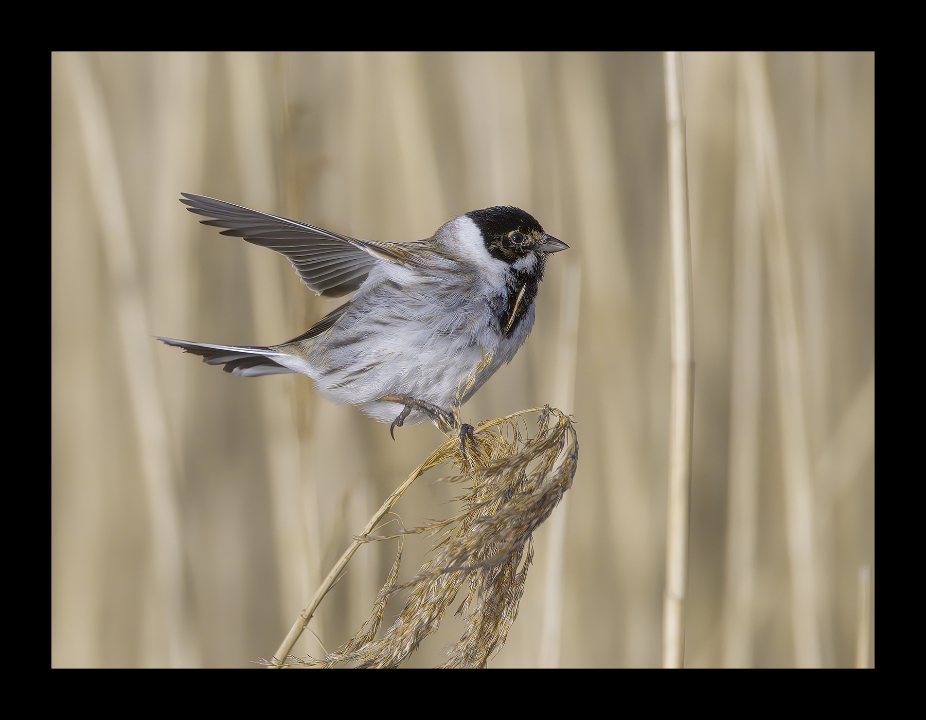 DSCF9284-croppedg.jpg