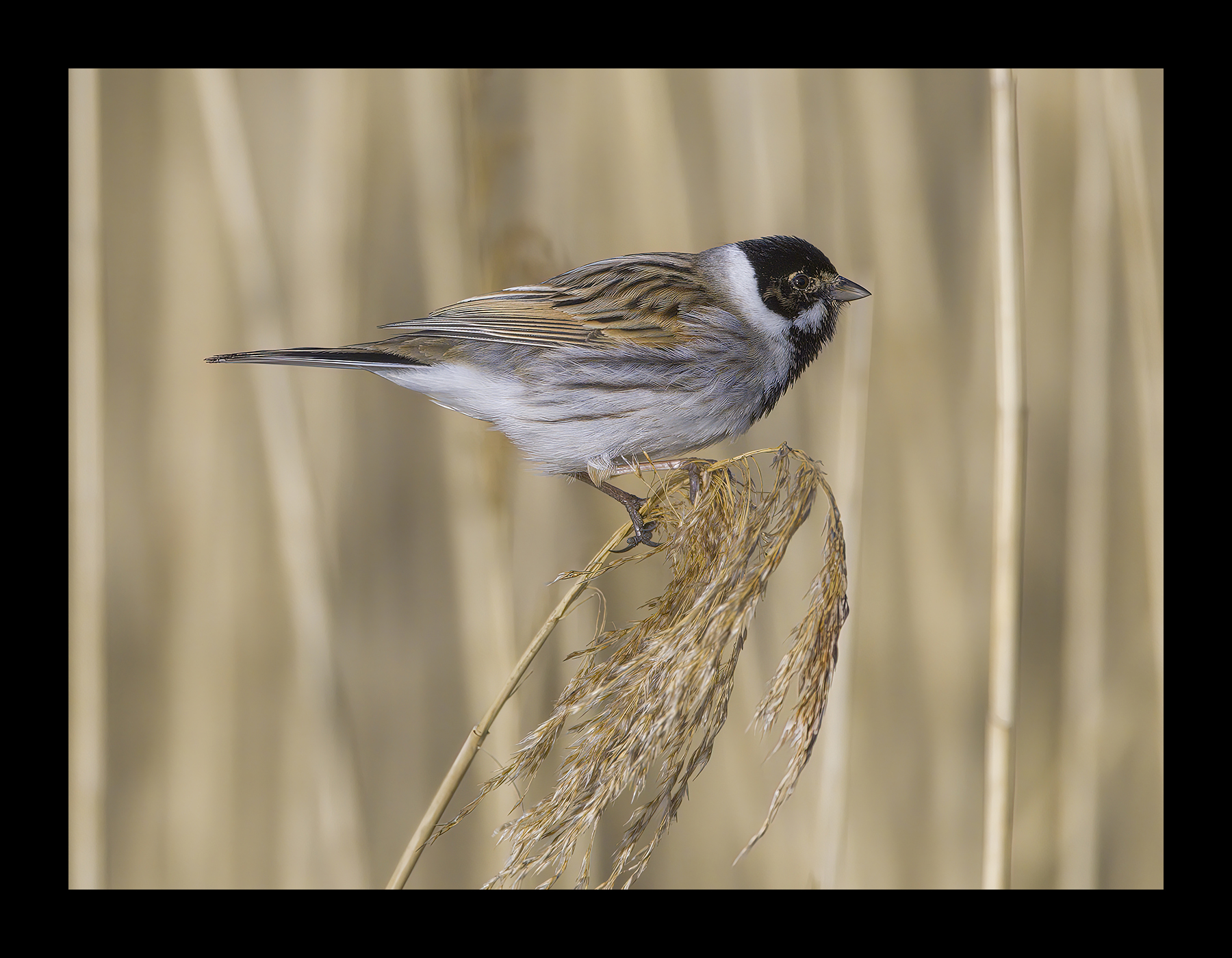 DSCF9285-croppedg.jpg