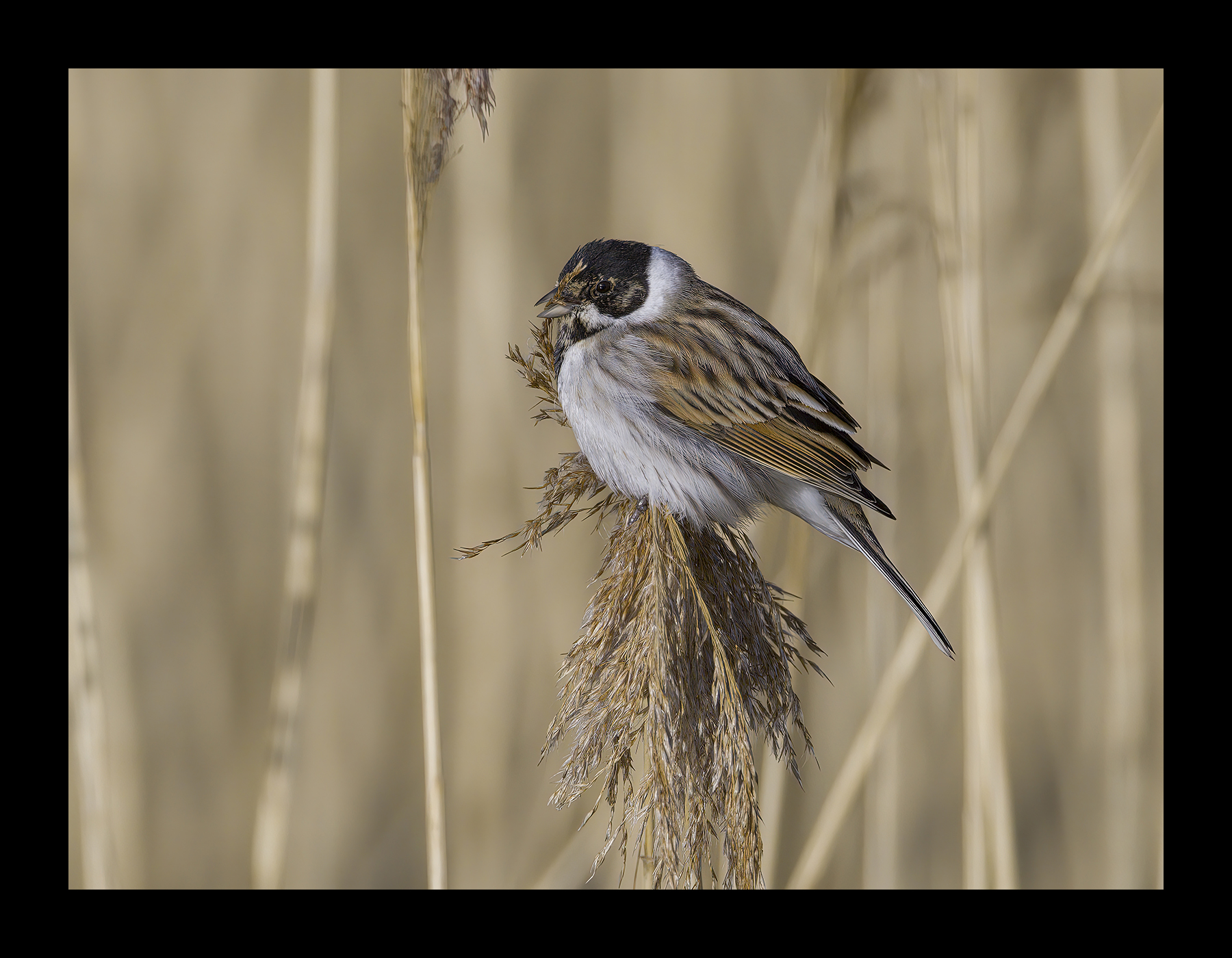 DSCF9317-croppedg.jpg