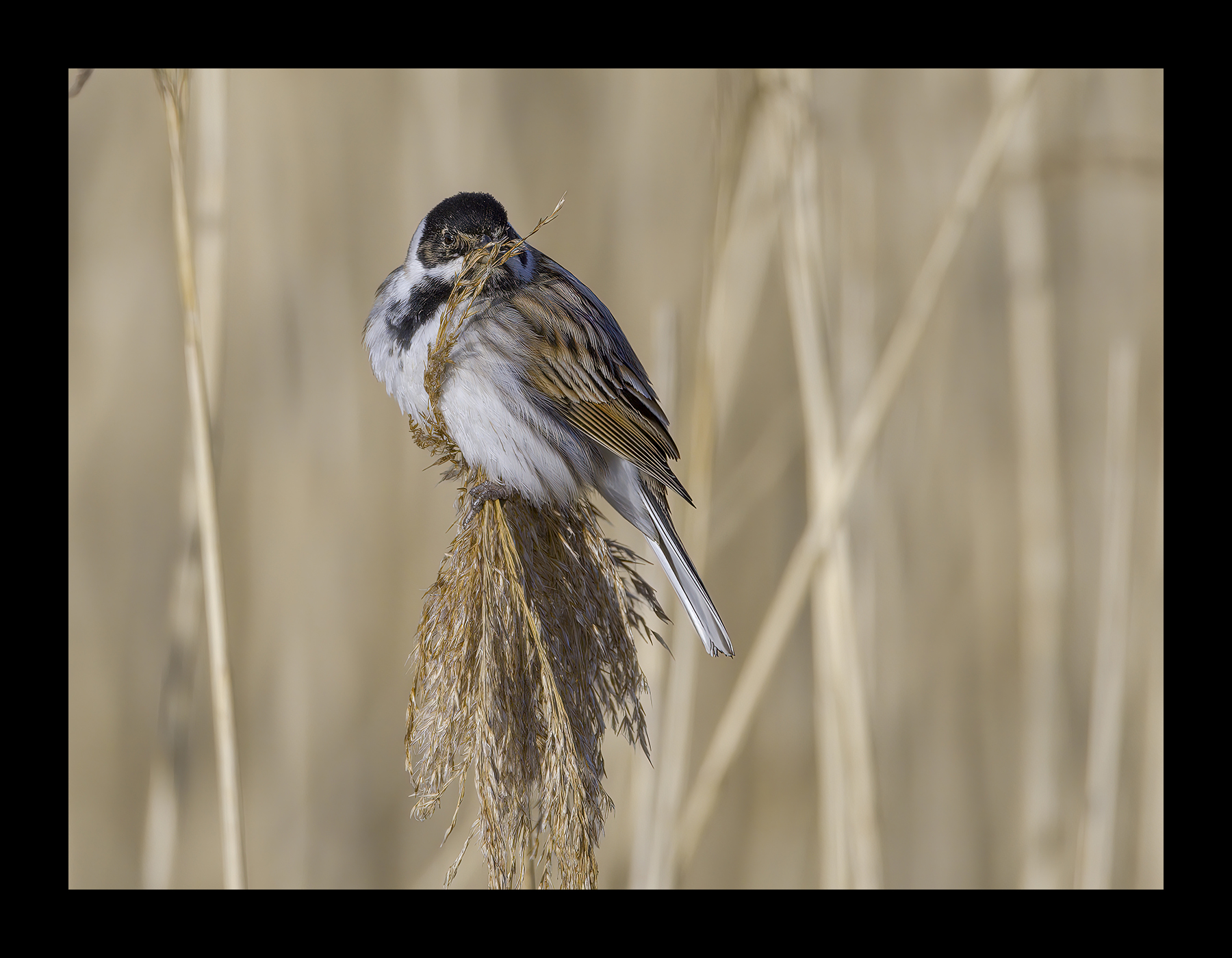 DSCF9372-croppedg.jpg