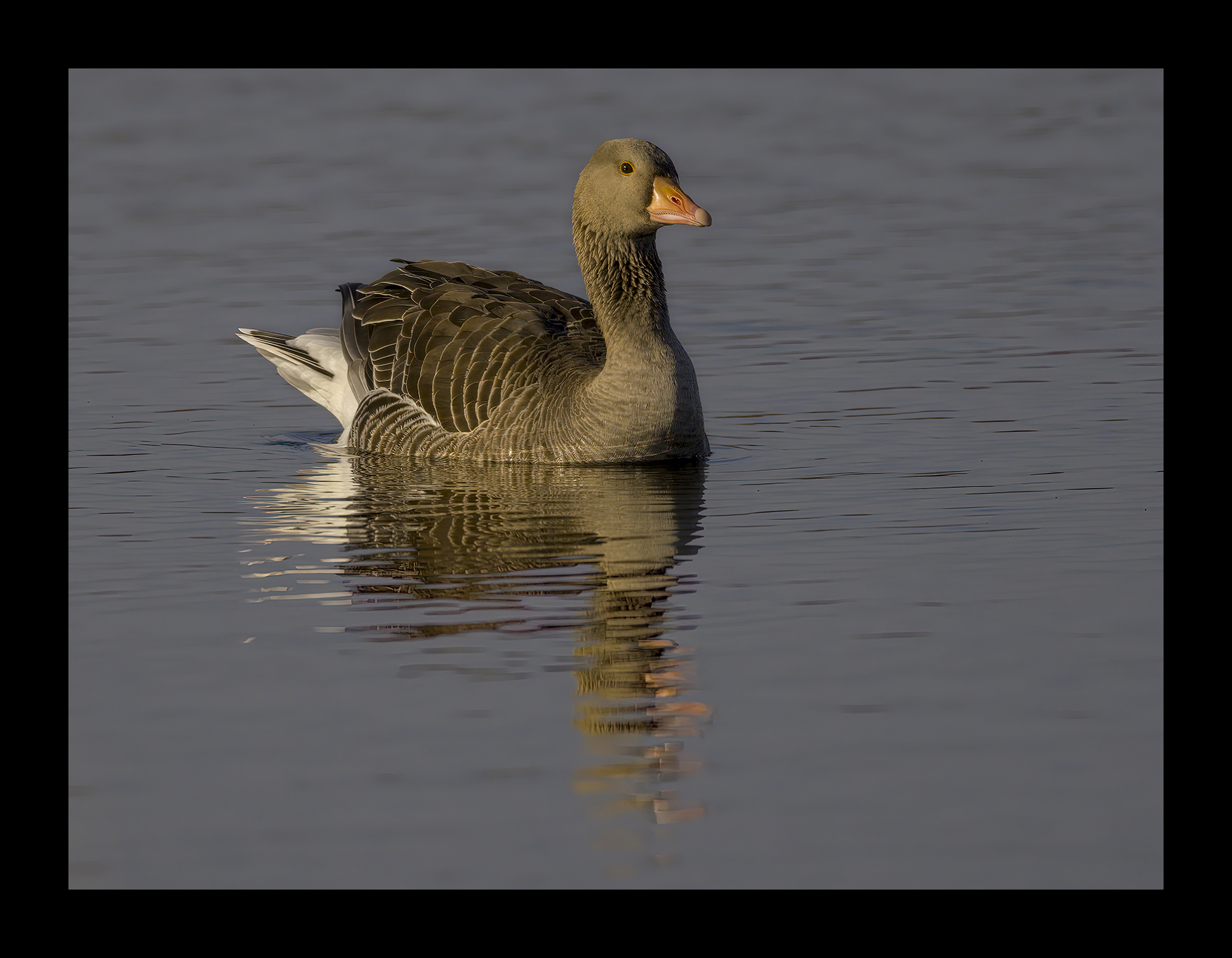 DSCF9451-croppedg.jpg