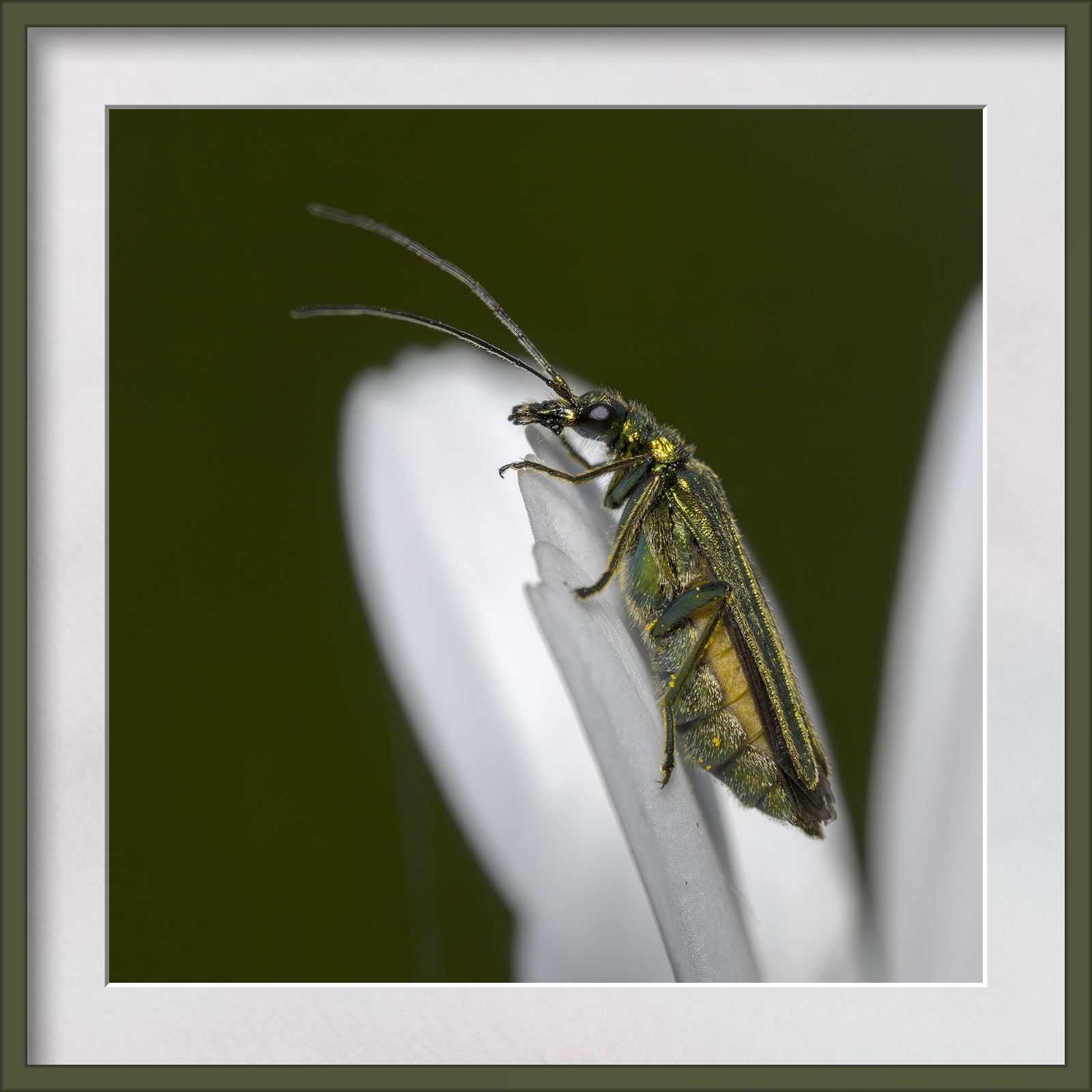 DSCF0690g-cropped.jpg