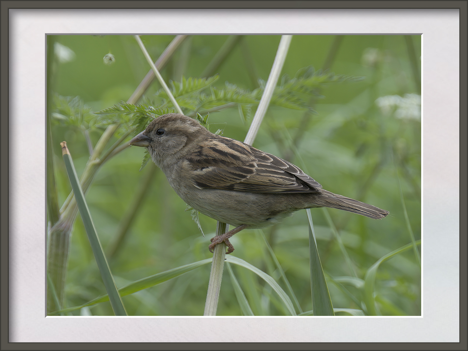 DSCF8099g-cropped.jpg