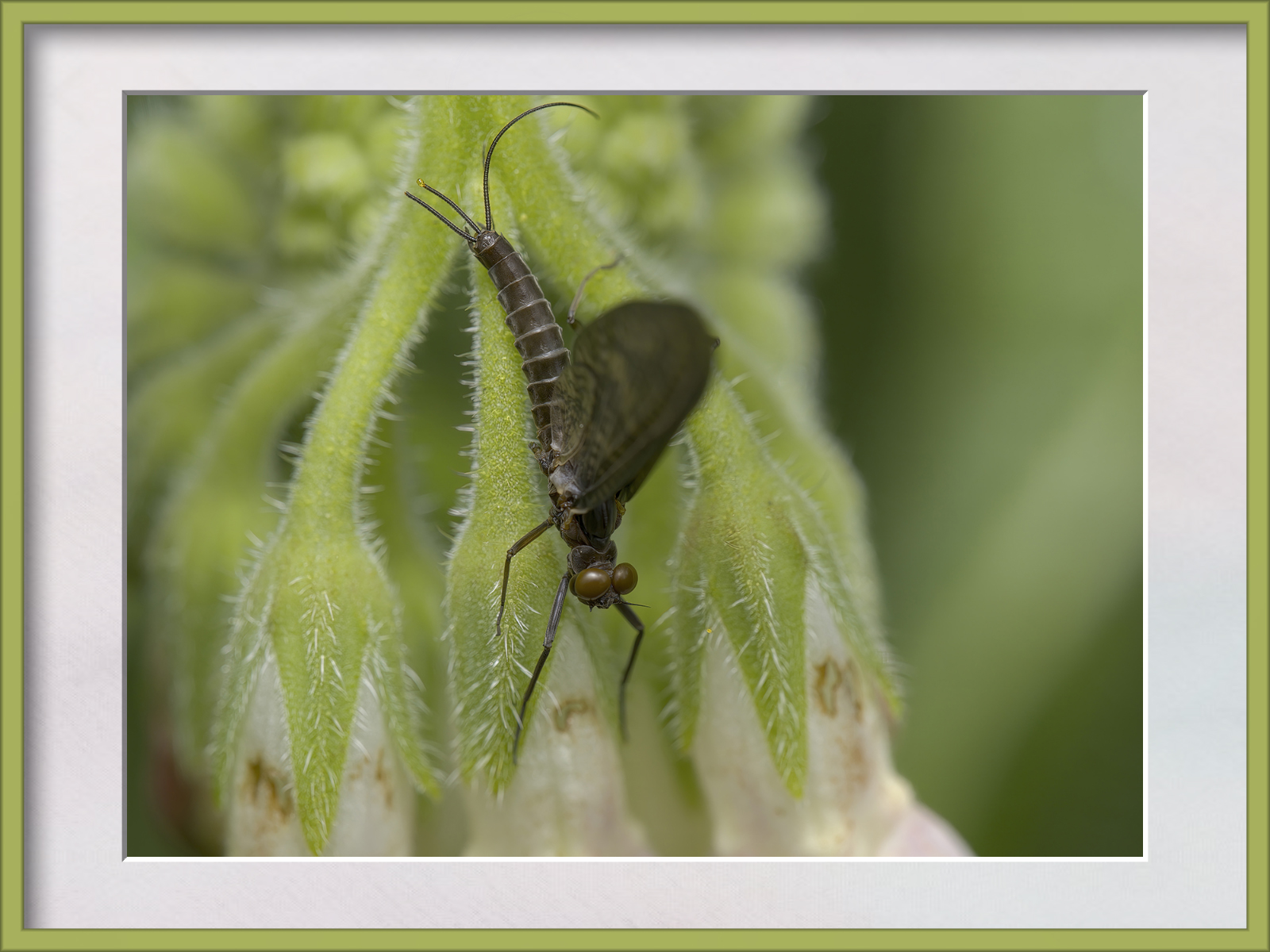 DSCF9963g-cropped.jpg