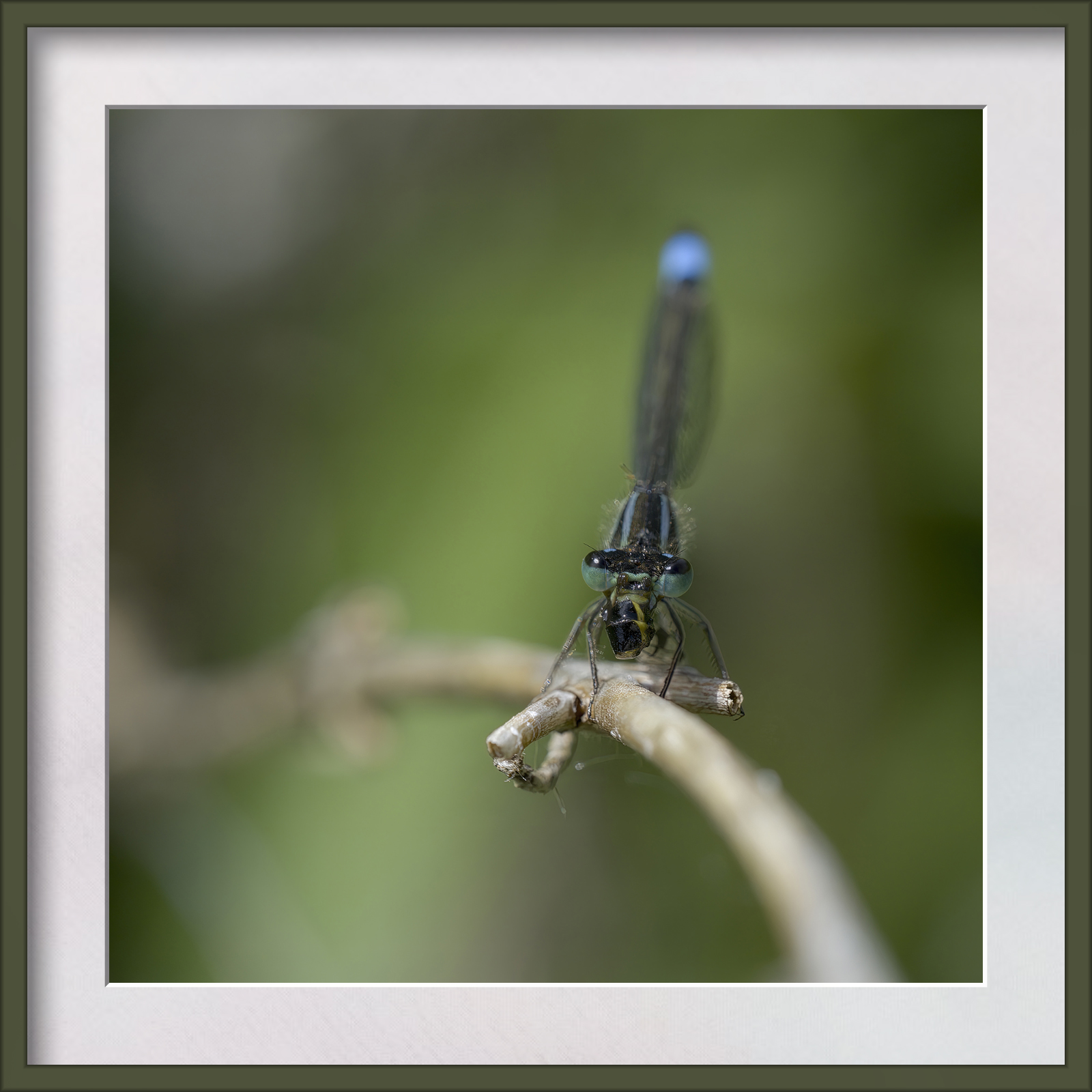 DSCF9971g-cropped.jpg
