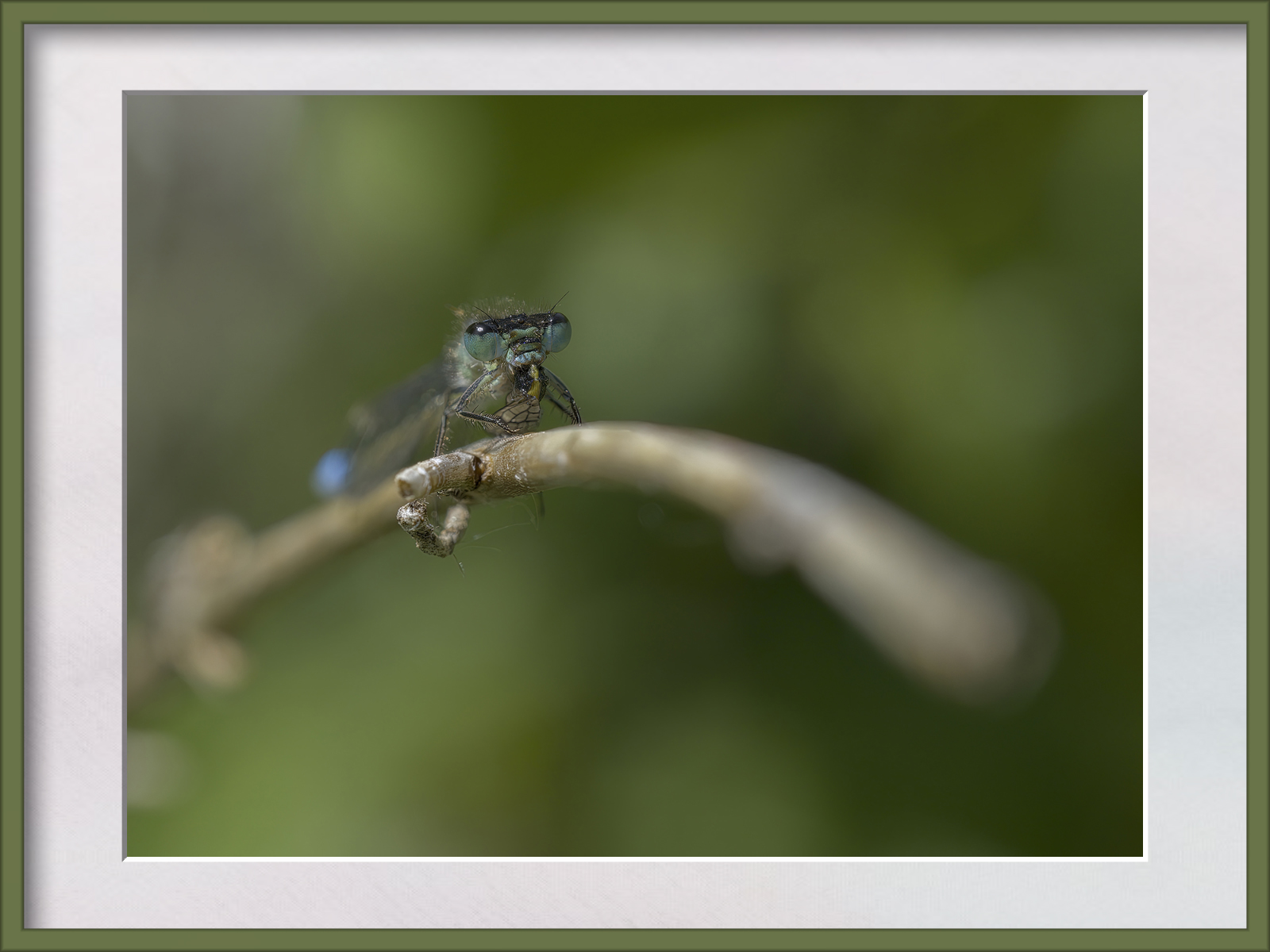 DSCF9980g-cropped.jpg