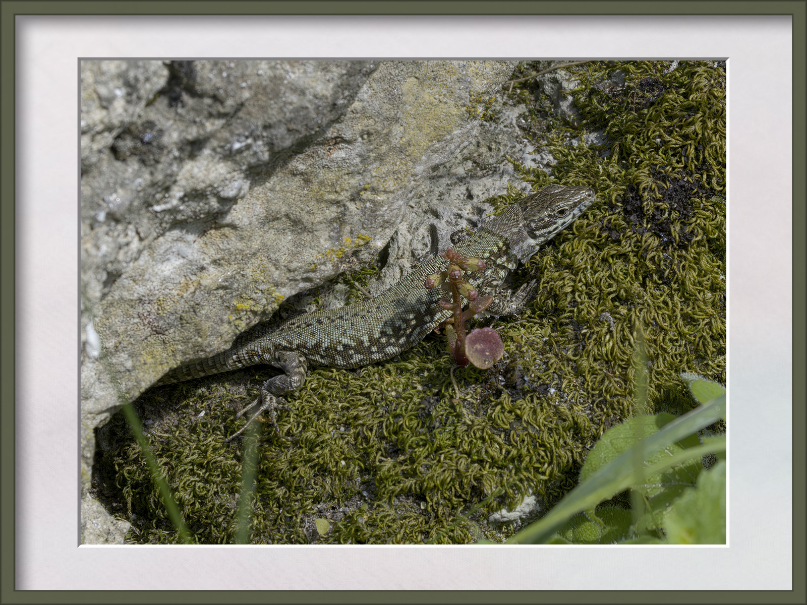 DSCF9912g-cropped.jpg