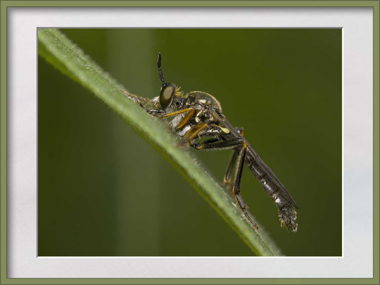 DSCF0514g-cropped.jpg