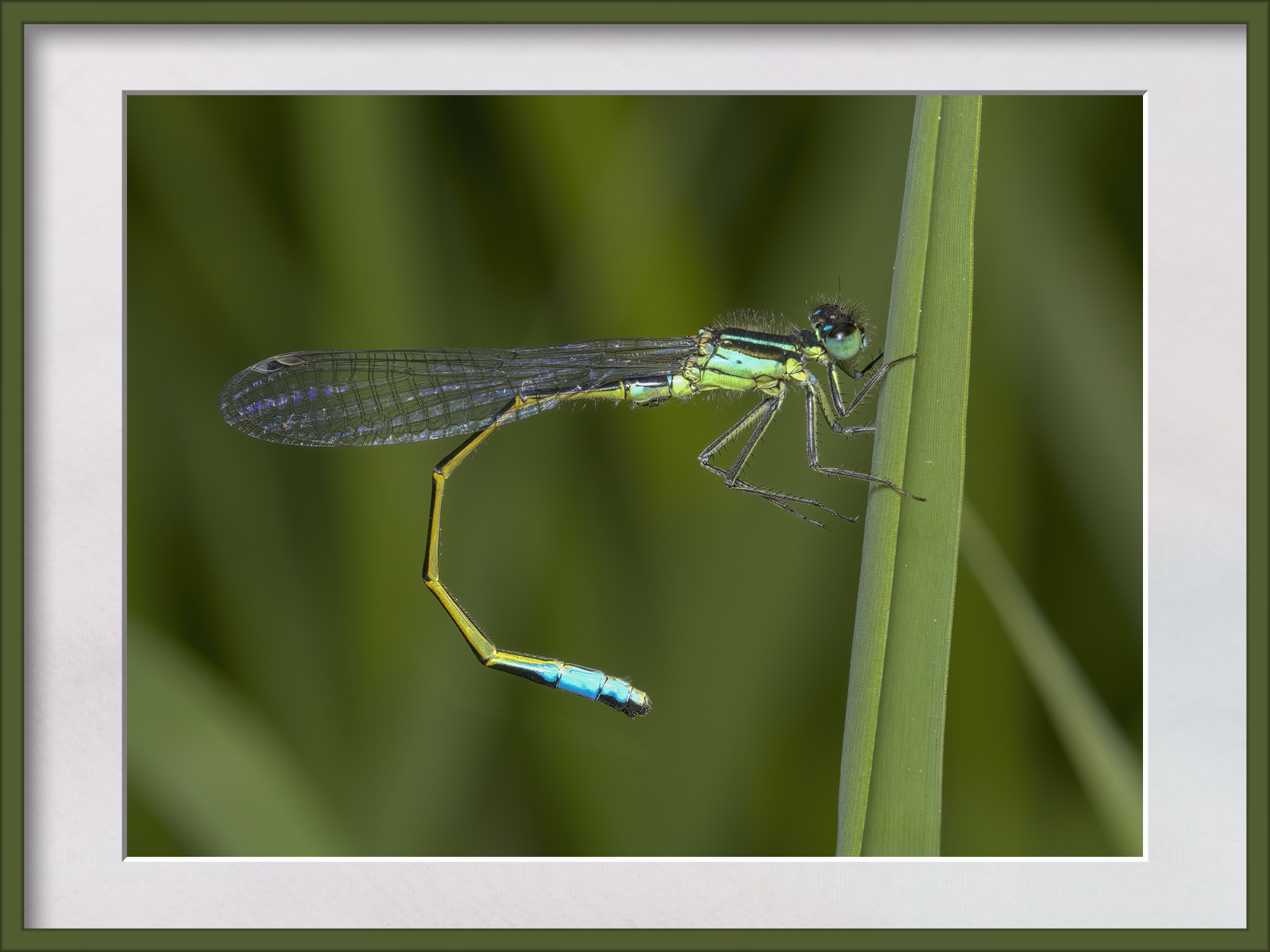 DSCF0545g-cropped.jpg