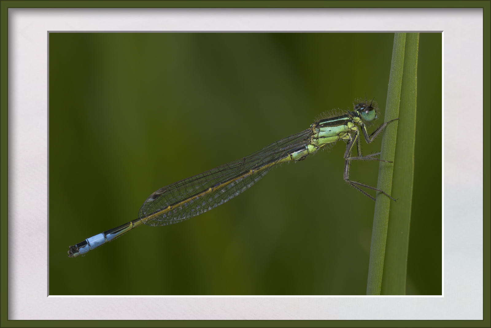 DSCF0557g-cropped.jpg