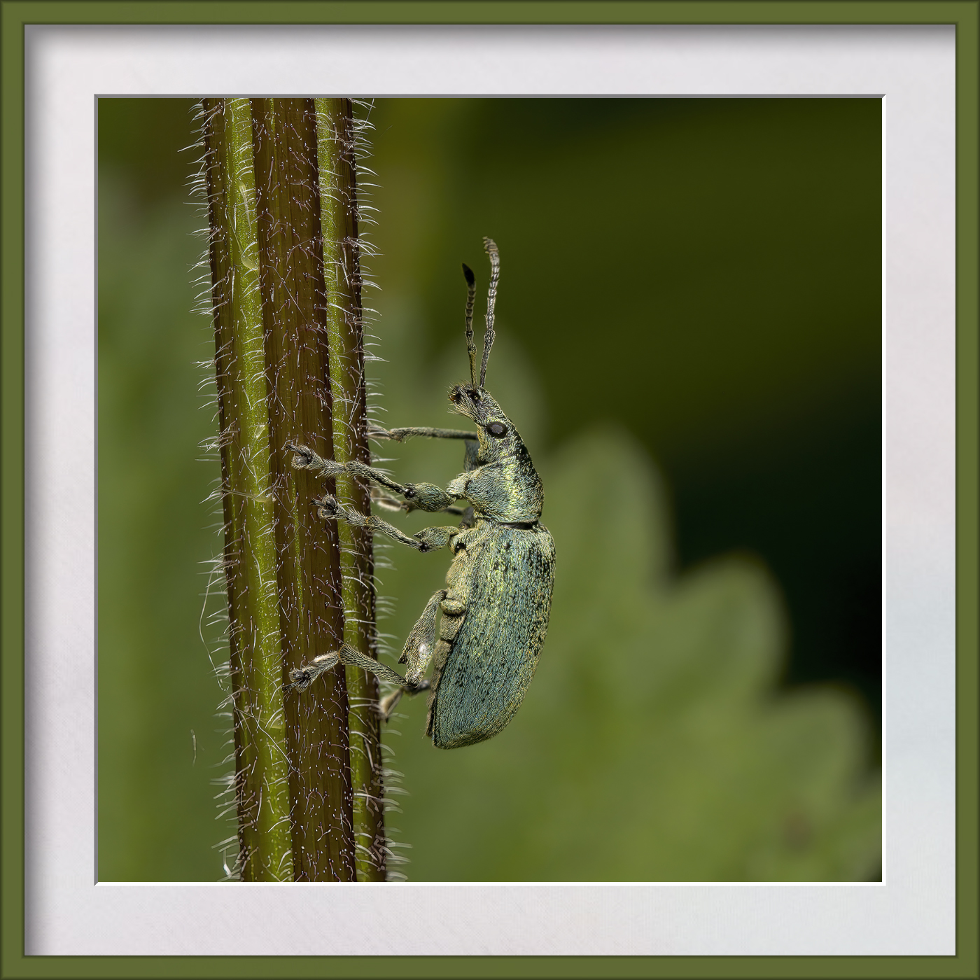 DSCF0580g-cropped.jpg