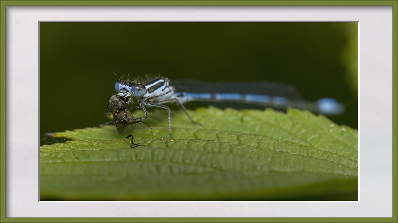 DSCF0623g-cropped.jpg