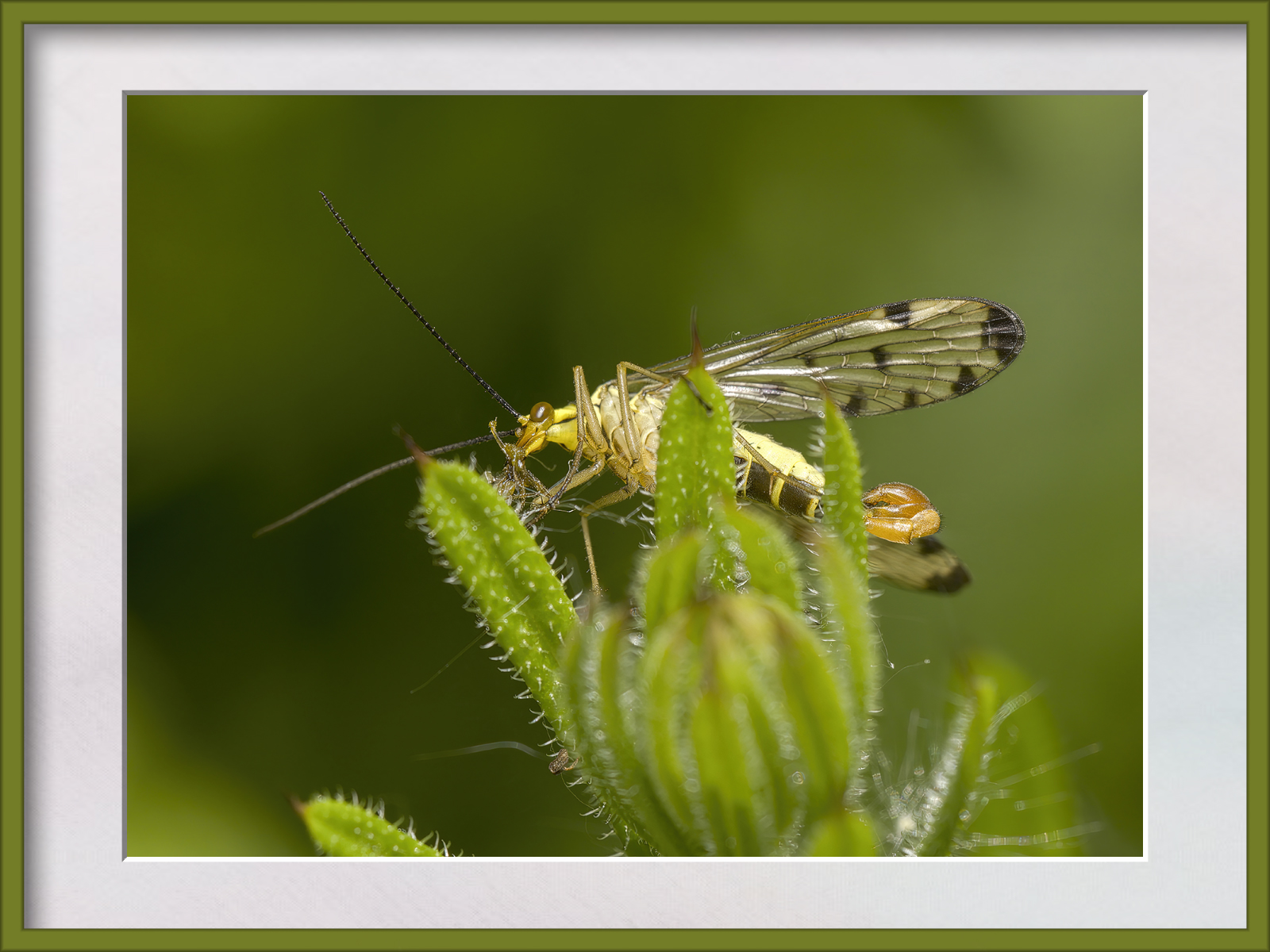 DSCF0658g-cropped.jpg